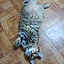 cat, tabby, fluffy, pet, animal, feline, floor, wooden_floor, parquet, lying_down, belly_up, paws, green_eyes, indoor, cute, relaxed, fur, whiskers, ears, curious