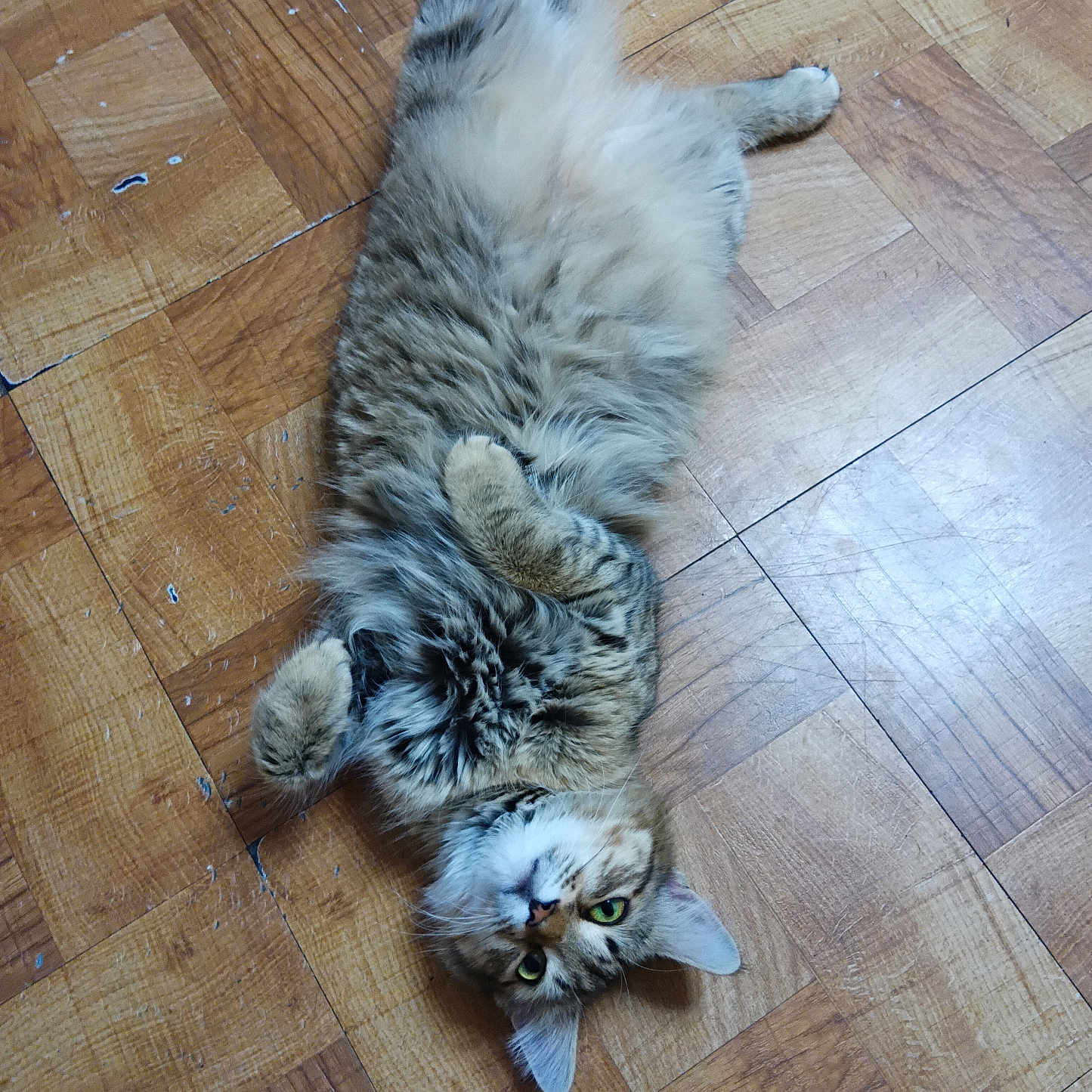 Kit joined the competition — help win amazing prizes! animal, belly_up, cat, curious, cute, ears, feline, floor, fluffy, fur, green_eyes, indoor, lying_down, parquet, paws, pet, relaxed, tabby, whiskers, wooden_floor