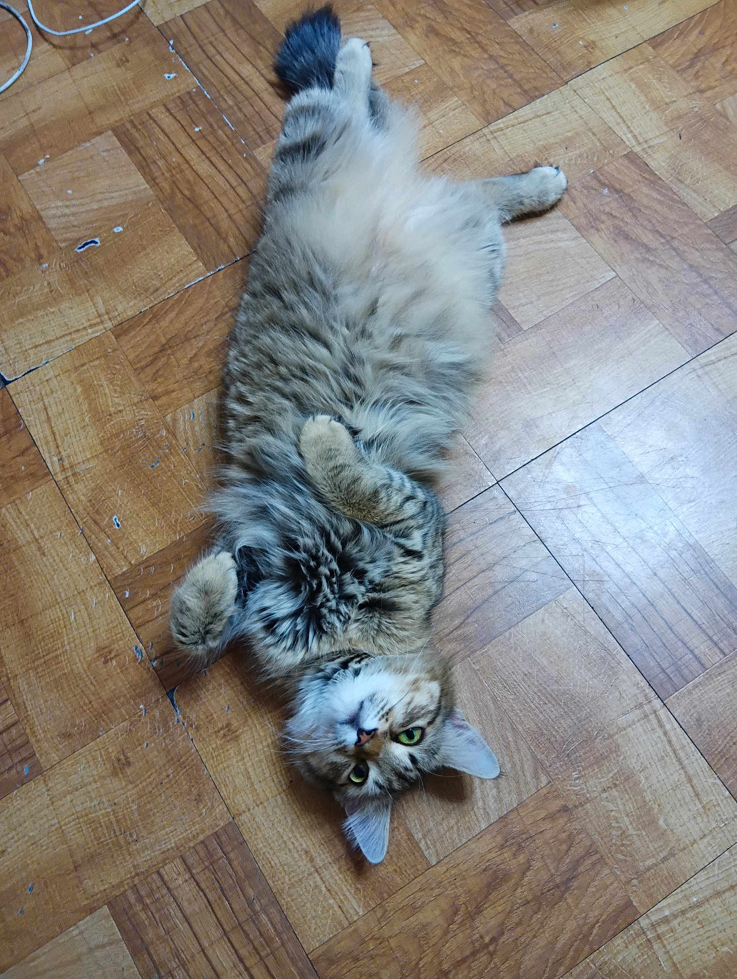 Kit joined the competition — help win amazing prizes! cat, tabby, fluffy, pet, animal, feline, floor, wooden_floor, parquet, lying_down, belly_up, paws, green_eyes, indoor, cute, relaxed, fur, whiskers, ears, curious
