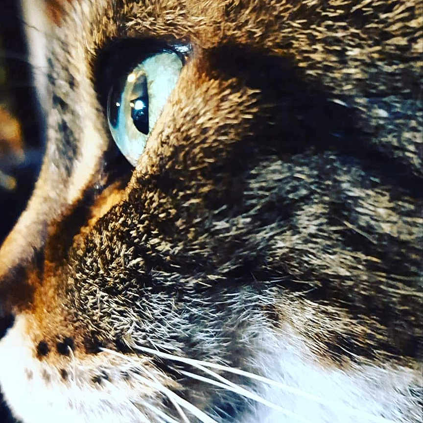 Angel is registered to the contest to win money with this photo: abyssinian, animal, cat, computer, computerhardware, electronics, face, hardware, head, kitten, manx, monitor, pc, person, pet, photography, portrait, screen, sleeping, snout