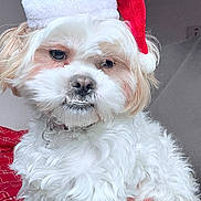 Daisy is registered to the contest to win money with this photo: dog, white_fur, santa_hat, pet, cute, fluffy, holiday, christmas, indoors, plaid_blanket, fur, animal, portrait, face, pet_accessory, adorable, close_up, expression, festive, cozy