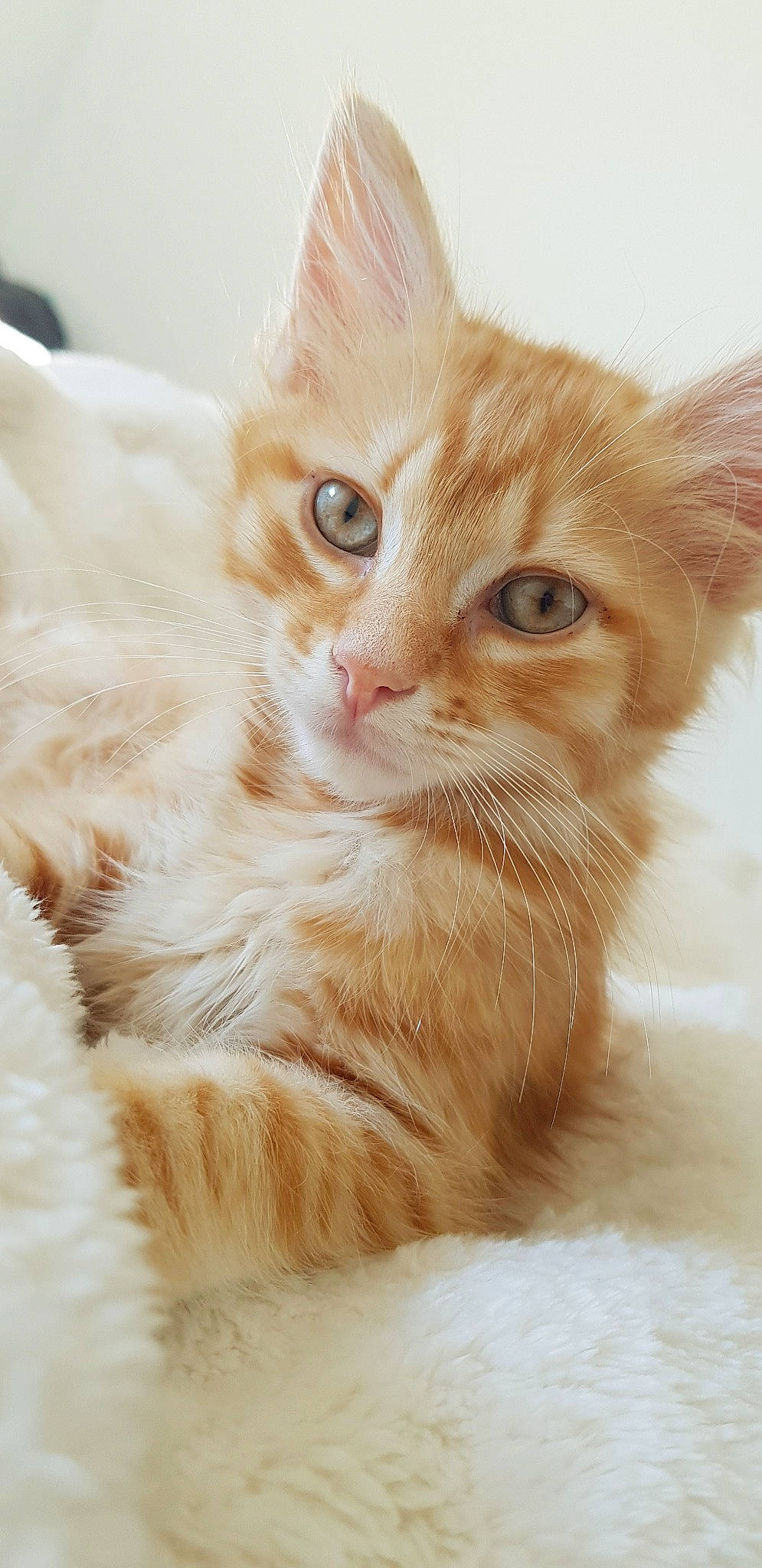 Sam participe au concours pour gagner de l'argent avec cette photo : aegean_cat, asian, asian_semi_longhair, british_semi_longhair, carnivore, cat, domestic_long_haired_cat, fawn, felidae, fur, kitten, maine_coon, mammal, norwegian_forest_cat, ragamuffin, small_to_medium_sized_cats, tabby_cat, turkish_angora, vertebrate, whiskers