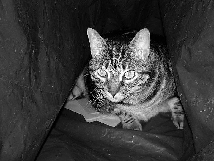 Luther a rejoint le concours — aidez-le/la à gagner de superbes lots ! asian, black, black_and_white, california_spangled, carnivore, cat, domestic_short_haired_cat, dragon_li, european_shorthair, felidae, mammal, monochrome, monochrome_photography, ocicat, ojos_azules, photography, small_to_medium_sized_cats, snout, tabby_cat, whiskers