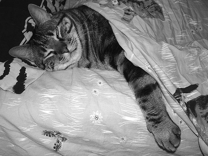 Luther participe au concours pour gagner de l'argent avec cette photo : black, black_and_white, carnivore, cat, claw, ear, eye, felidae, fur, monochrome, monochrome_photography, photography, skin, sleep, small_to_medium_sized_cats, style, tabby_cat, tail, whiskers, white