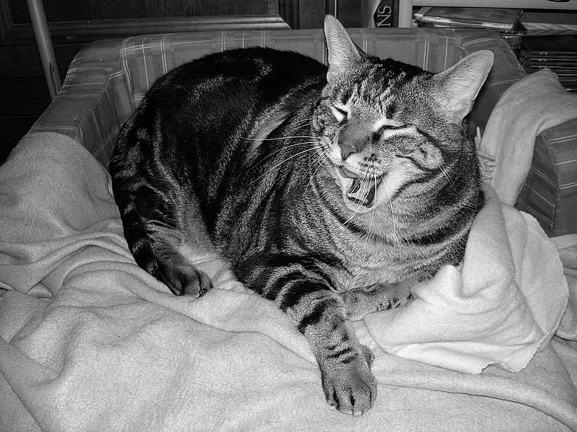 Luther participe au concours pour gagner de l'argent avec cette photo : american_shorthair, asian, black_and_white, california_spangled, carnivore, cat, domestic_short_haired_cat, dragon_li, european_shorthair, facial_expression, felidae, fur, mammal, ocicat, small_to_medium_sized_cats, snout, style, tabby_cat, whiskers