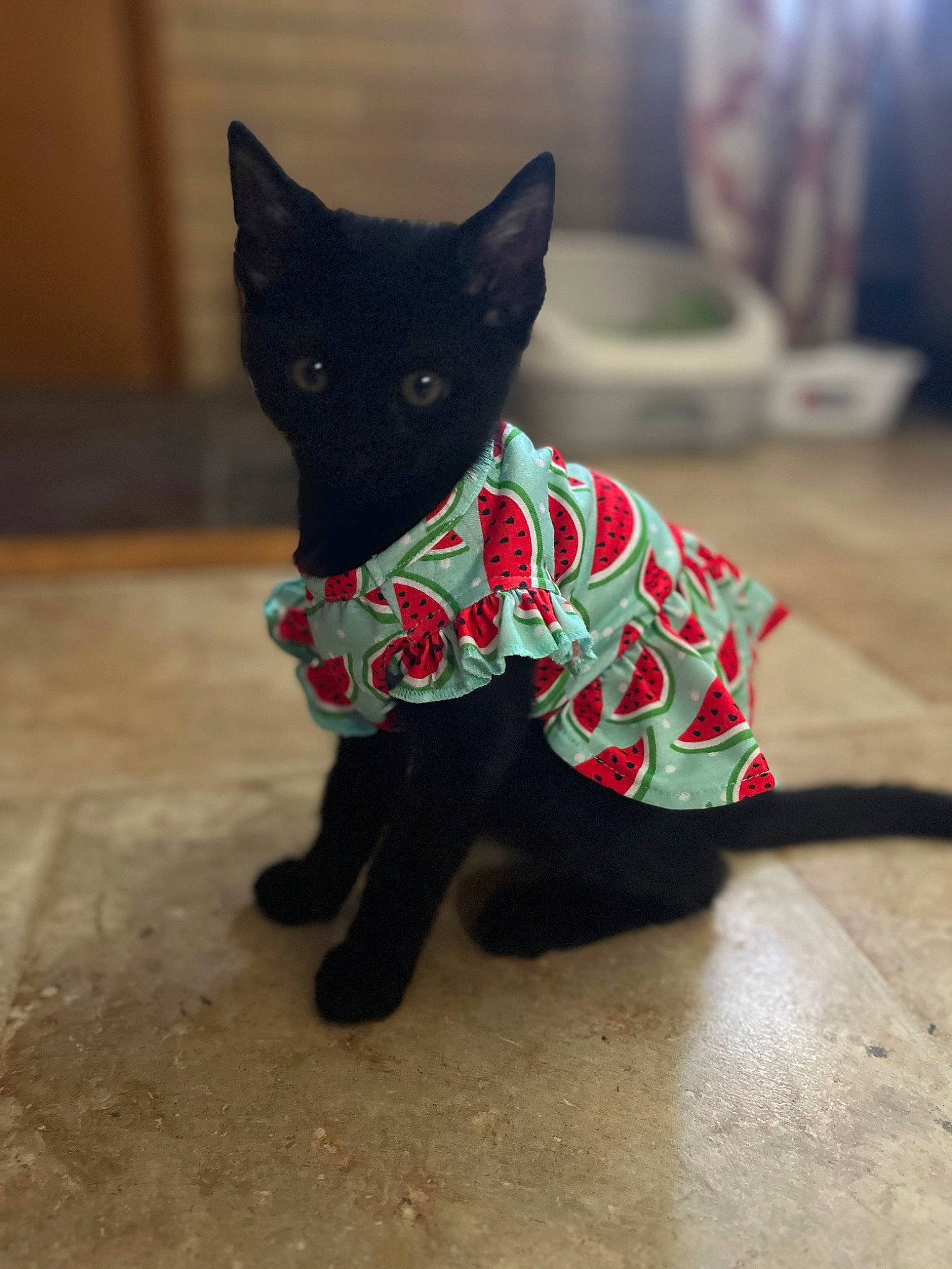 Gigi joined the competition — help win amazing prizes! black_cat, bombay, canidae, carmine, carnivore, cat, collar, dog_breed, domestic_short_haired_cat, felidae, flooring, fur, pattern, small_to_medium_sized_cats, snout, tail, tree, whiskers, window, wood