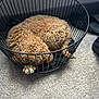 Milo joined the competition — help win amazing prizes! dog, curly_fur, basket, carpet, indoor, sleeping, pet, cozy, resting, black_basket, paw, furry, curled_up, footwear, sock, home, relaxing, animal, cute, floor