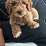 Milo joined the competition — help win amazing prizes! puppy, dog, curly_fur, brown, pet, cushion, black, bed, indoor, cute, animal, furry, lying_down, closeup, headboard, soft, young_dog, companion, resting, adorable
