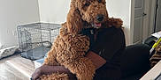 Milo is registered to the contest to win money with this photo: dog, person, indoor, pet, curly_fur, brown_dog, sitting, lap, crate, floor, chair, table, container, relaxed, happy, fur, arm, clothing, home, natural_light