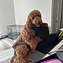 dog, person, indoor, pet, curly_fur, brown_dog, sitting, lap, crate, floor, chair, table, container, relaxed, happy, fur, arm, clothing, home, natural_light