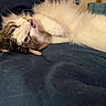 Dink joined the competition — help win amazing prizes! cat, pet, animal, fluffy, white_fur, tabby, sleeping, relaxed, lying_down, upside_down, paws, whiskers, pink_nose, face, bed, blanket, bedroom, indoor, cozy, portrait