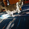 cat, fluffy, tabby, white_fur, brown_fur, long_tail, standing, walking, indoor, living_room, rug, carpet, furniture, wooden_cabinet, home, pet, animal, profile, motion_blur, portrait