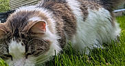 Dink is registered to the contest to win money with this photo: cat, feline, grass, outdoor, backyard, garden, animal, pet, fur, tabby, white_fur, brown_fur, calico, tail, whiskers, close_up, crouching, eating_grass, house, daylight