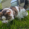 animal, backyard, brown_fur, calico, cat, close_up, crouching, daylight, eating_grass, feline, fur, garden, grass, house, outdoor, pet, tabby, tail, whiskers, white_fur