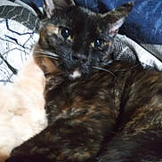 Viper joined the competition — help win amazing prizes! cat, tortoiseshell_cat, feline, pet, animal, cuddling, blanket, indoor, close_up, fur, whiskers, ears, sleepy, resting, companion, cozy, comfort, cute, domestic, friendship