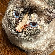 Zoee joined the competition — help win amazing prizes! cat, blue_eyes, close_up, fur, whiskers, animal, pet, wooden_surface, curious, face, looking_up, multicolored, domestic_cat, indoor, mammal, feline, portrait, cute, sitting, expression