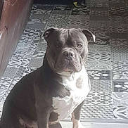 Thanos participe au concours pour gagner de l'argent avec cette photo : animal, brown_couch, calm, canine, companion, dog, domestic, flooring, furniture, indoor, muscular, natural_light, patterned_tiles, pet, portrait, quiet, short_hair, sitting, tile_floor, white_markings