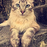 Démon a rejoint le concours — aidez-le/la à gagner de superbes lots ! cat, animal, pet, feline, fluffy, blue_eyes, paws, stone, steps, outdoor, resting, portrait, closeup, cute, whiskers, ears, fur, nature, relaxed, texture