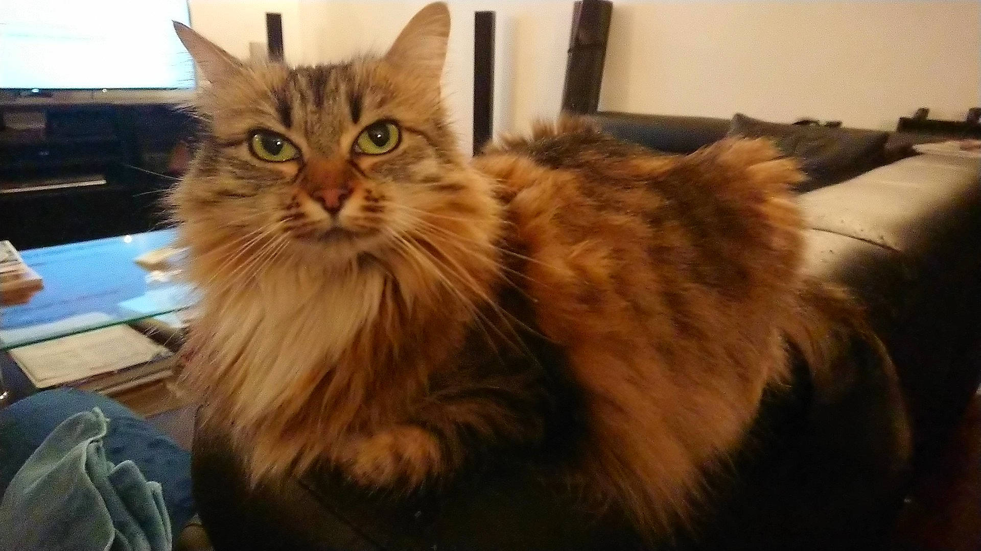 Sannah participe au concours pour gagner de l'argent avec cette photo : box, british_longhair, carnivore, cat, claw, domestic_short_haired_cat, eye, fawn, felidae, fur, maine_coon, paw, siberian, small_to_medium_sized_cats, snout, terrestrial_animal, whiskers