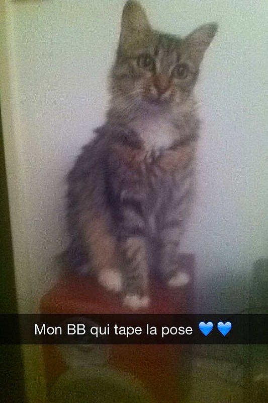 Sannah a rejoint le concours — aidez-le/la à gagner de superbes lots ! carnivore, cat, domestic_short_haired_cat, felidae, fur, paw, photo_caption, screenshot, sleeve, small_to_medium_sized_cats, tail, terrestrial_animal, whiskers