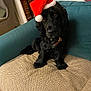 dog, black_dog, santa_hat, pet, indoor, couch, blanket, furniture, holiday, christmas, cute, animal, domestic_animal, canine, portrait, companion, cozy, living_room, decor, relaxed