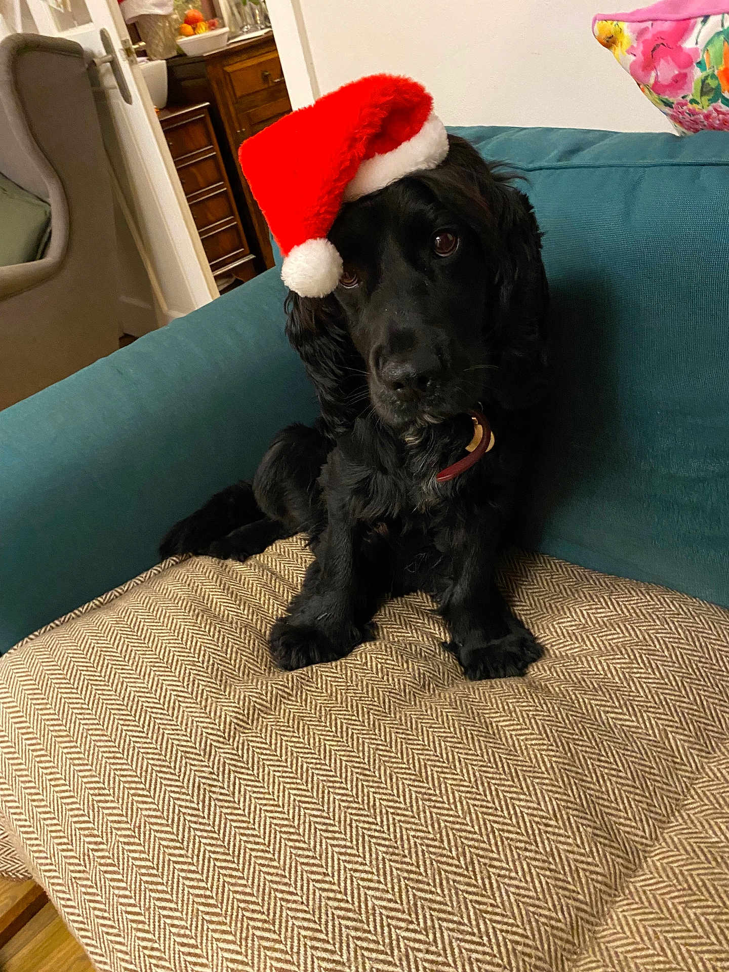 Max joined the competition — help win amazing prizes! dog, black_dog, santa_hat, pet, indoor, couch, blanket, furniture, holiday, christmas, cute, animal, domestic_animal, canine, portrait, companion, cozy, living_room, decor, relaxed