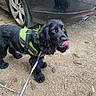 dog, black_dog, green_harness, leash, dirt_ground, car, wheel, tongue_out, outdoor, pet, animal, cute, playful, looking_up, fur, ears, tail, nature, parked_car, vehicle