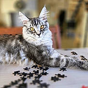 Baggy a rejoint le concours — aidez-le/la à gagner de superbes lots ! cat, tabby, gray_cat, fluffy, long_hair, feline, pet, animal, portrait, close_up, whiskers, ears, golden_eyes, sitting, lounging, puzzle, jigsaw_pieces, table, indoor, blurred_background