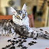 cat, tabby, gray_cat, fluffy, long_hair, feline, pet, animal, portrait, close_up, whiskers, ears, golden_eyes, sitting, lounging, puzzle, jigsaw_pieces, table, indoor, blurred_background