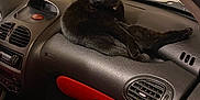 Poupette a rejoint le concours — aidez-le/la à gagner de superbes lots ! alloywheel, animal, blackcat, car, car_interior, carseat, carwheel, cat, cushion, homedecor, kitten, machine, manx, pet, spoke, sportscar, tire, transportation, vehicle, wheel