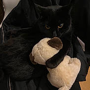 Poupette a rejoint le concours — aidez-le/la à gagner de superbes lots ! abyssinian, animal, blackcat, blanket, cat, chair, clothing, computer, couch, cushion, electronics, fur, furniture, homedecor, kitten, laptop, manx, pet, teddybear, toy