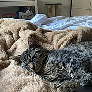 Ryo a rejoint le concours — aidez-le/la à gagner de superbes lots ! accessories, animal, bag, bed, bedroom, blanket, cat, couch, furniture, handbag, homedecor, indoors, kitten, linen, manx, person, pet, quilt, room, sleeping