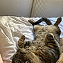 Ryo a rejoint le concours — aidez-le/la à gagner de superbes lots ! abyssinian, animal, bed, bedroom, blanket, cat, computer, couch, cushion, furniture, homedecor, indoors, interiordesign, kitten, manx, person, pet, quilt, room, sleeping