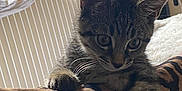 Ryo participe au concours pour gagner de l'argent avec cette photo : animal, bed, bedroom, blanket, cat, couch, cushion, face, furniture, head, homedecor, indoors, interiordesign, kitten, manx, person, pet, photography, portrait, room