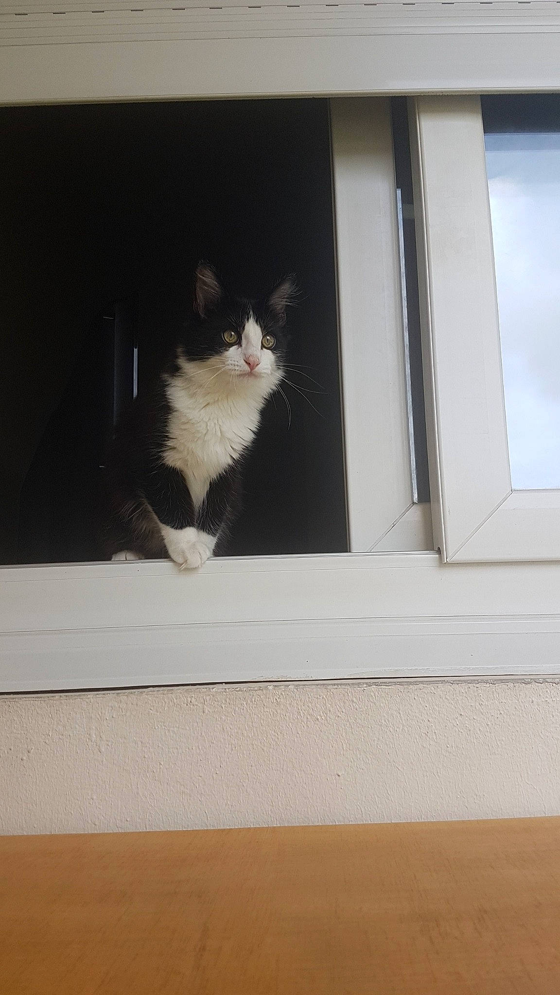 Milou participe au concours pour gagner de l'argent avec cette photo : black_and_white, cardboard, carnivore, cat, domestic_short_haired_cat, felidae, fur, kitten, norwegian_forest_cat, polydactyl_cat, room, small_to_medium_sized_cats, snout, tail, whiskers, window