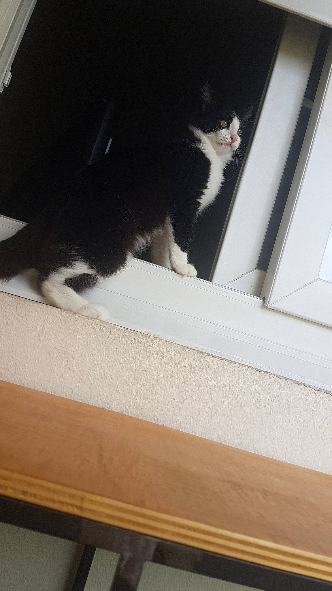 Milou participe au concours pour gagner de l'argent avec cette photo : black, black_cat, carnivore, cat, domestic_short_haired_cat, felidae, fur, hardwood, kitten, polydactyl_cat, room, small_to_medium_sized_cats, tail, whiskers, window, wood