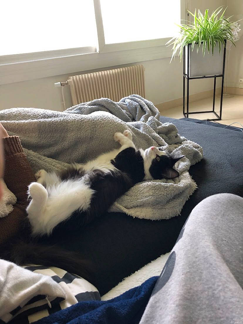 Milou a rejoint le concours — aidez-le/la à gagner de superbes lots ! bed_sheet, bedding, bedroom, canidae, carnivore, cat, comfort, companion_dog, couch, dog, dog_breed, felidae, fur, furniture, home, linens, living_room, nap, non_sporting_group, room