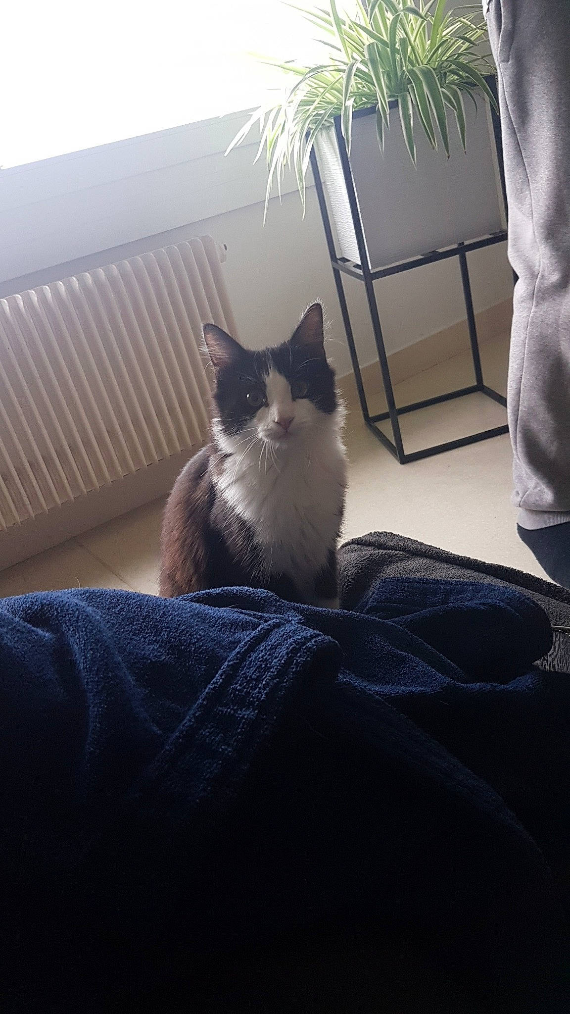 Milou participe au concours pour gagner de l'argent avec cette photo : black_and_white, carnivore, cat, felidae, furniture, house, kitten, mammal, ragdoll, room, sitting, small_to_medium_sized_cats, snowshoe, whiskers, window