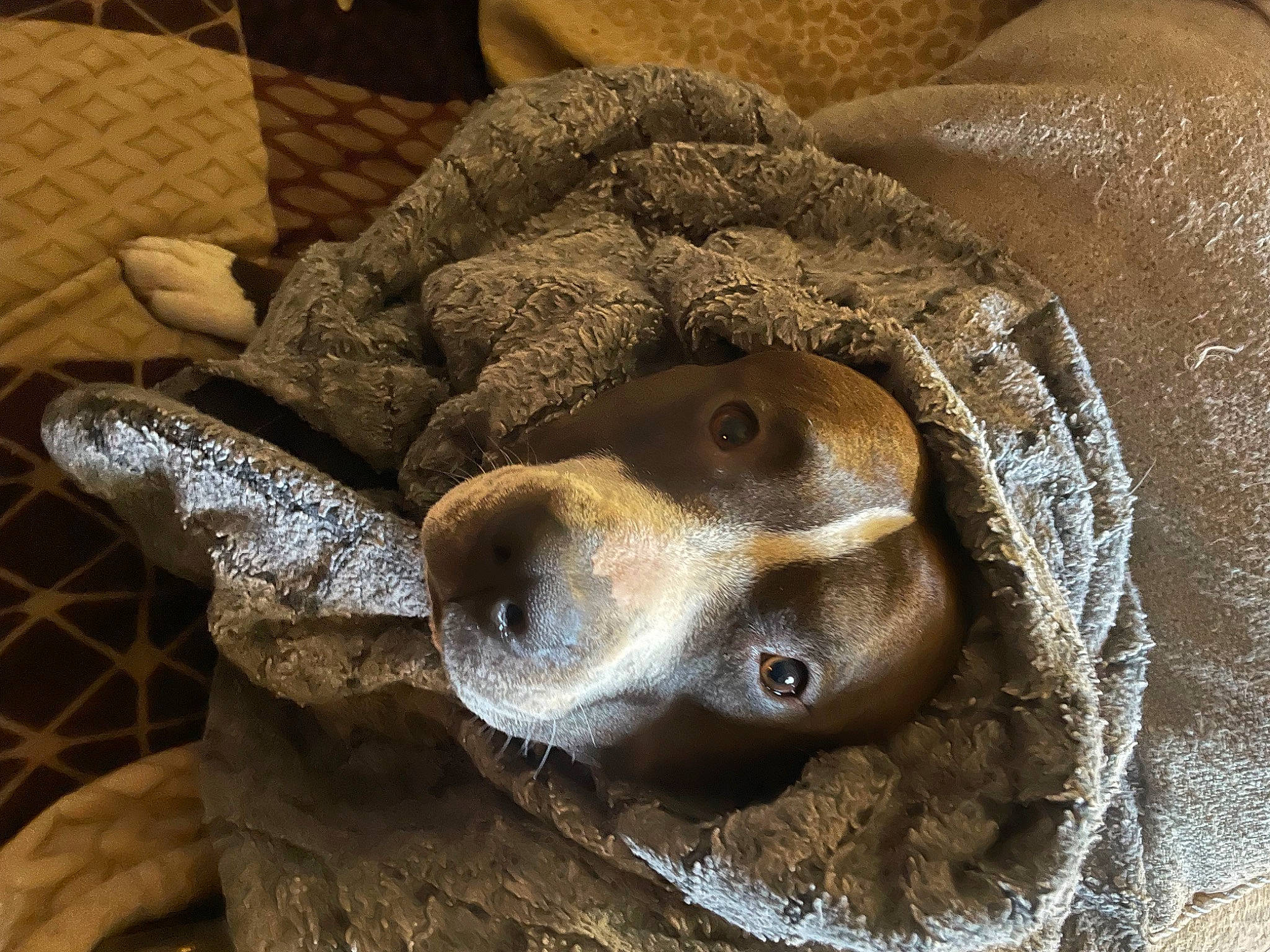 Valentino joined the competition — help win amazing prizes! art, artifact, carnivore, comfort, dog, dog_breed, fawn, felidae, fur, hat, jaw, metal, reptile, sculpture, snout, statue, terrestrial_animal, whiskers, wood, working_animal