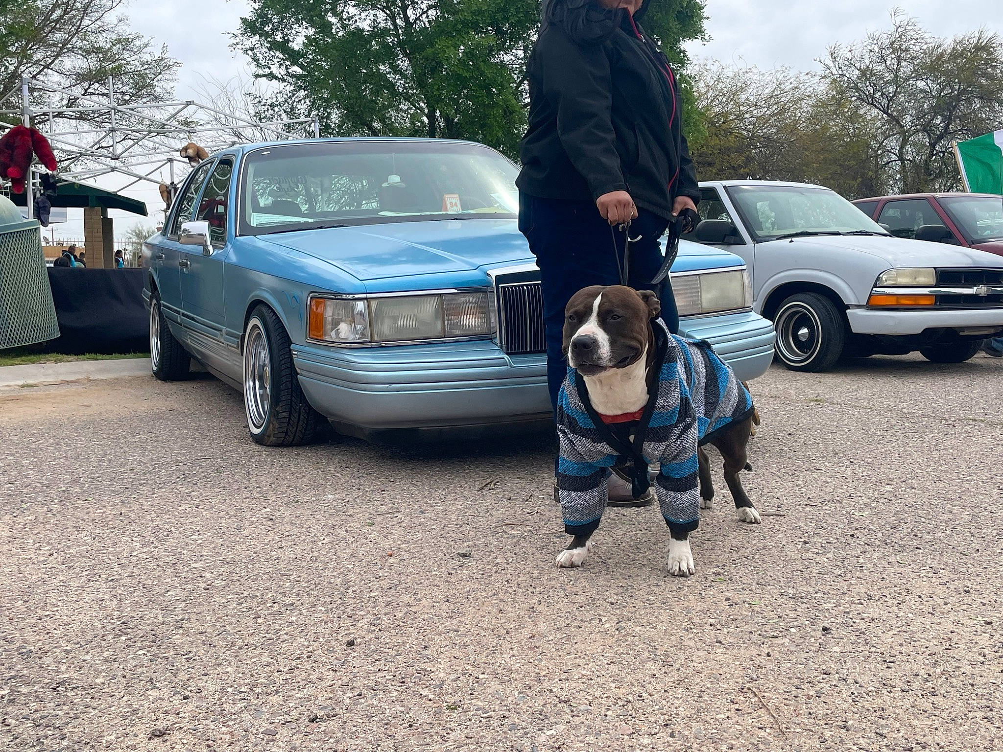 Valentino is registered to the contest to win money with this photo: automotive_design, automotive_exterior, automotive_tire, car, carnivore, clothing, companion_dog, dog, dog_breed, hood, land_vehicle, motor_vehicle, parking, personal_luxury_car, sky, tire, tree, vehicle, wheel, window