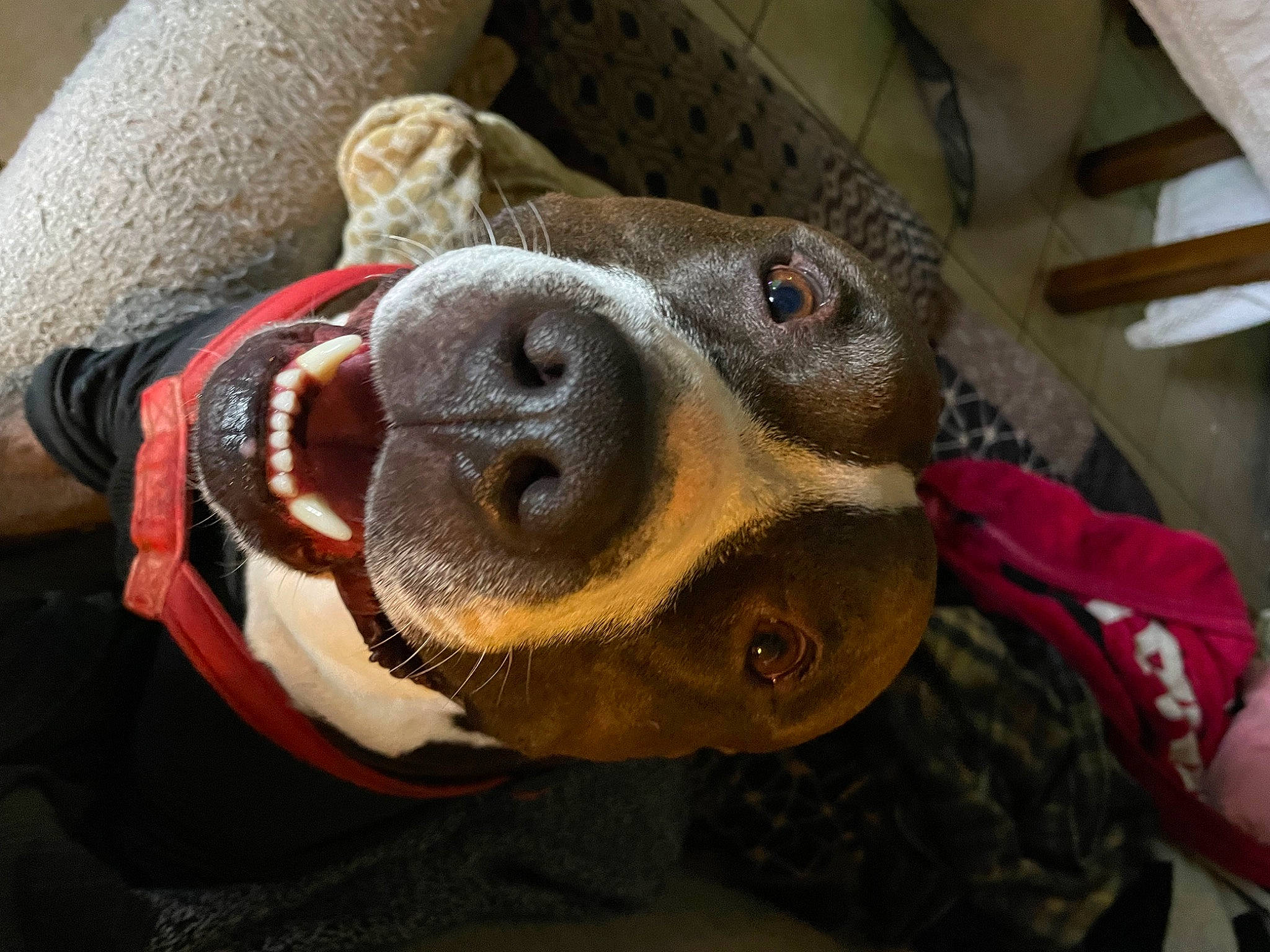 Valentino joined the competition — help win amazing prizes! canidae, carnivore, comfort, companion_dog, dog, dog_breed, fawn, fur, guard_dog, non_sporting_group, personal_protective_equipment, plush, selfie, snout, sporting_group, stuffed_toy, toy, whiskers, wood, working_animal