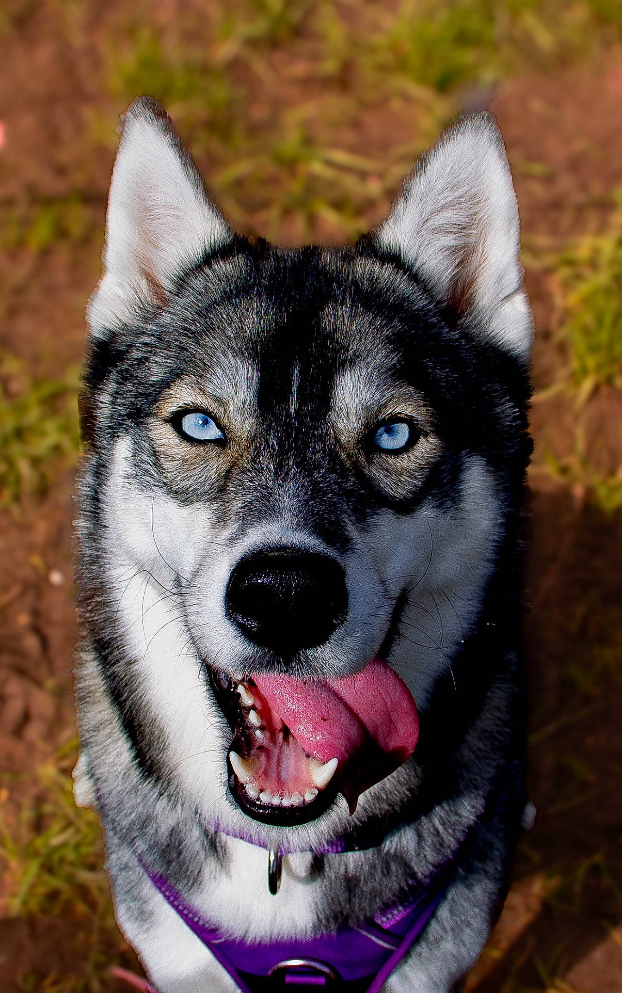 Tami a rejoint le concours — aidez-le/la à gagner de superbes lots ! art, canis, carnivore, companion_dog, dog, dog_breed, eye, fashion_accessory, fur, grass, plant, siberian_husky, sled_dog, snout, sporting_group, terrestrial_animal, tree, vertebrate, whiskers, working_animal