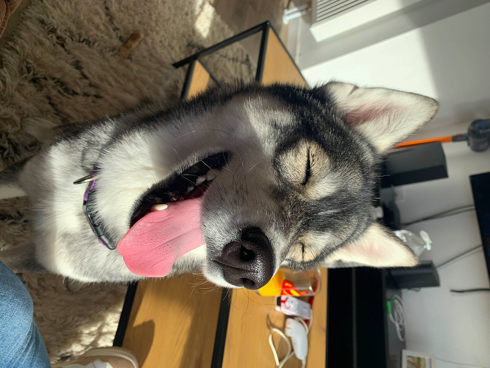 Tami a rejoint le concours — aidez-le/la à gagner de superbes lots ! canidae, carnivore, dog, dog_breed, ear, fashion_accessory, fur, jaw, natural_material, snout, tail, whiskers, working_animal