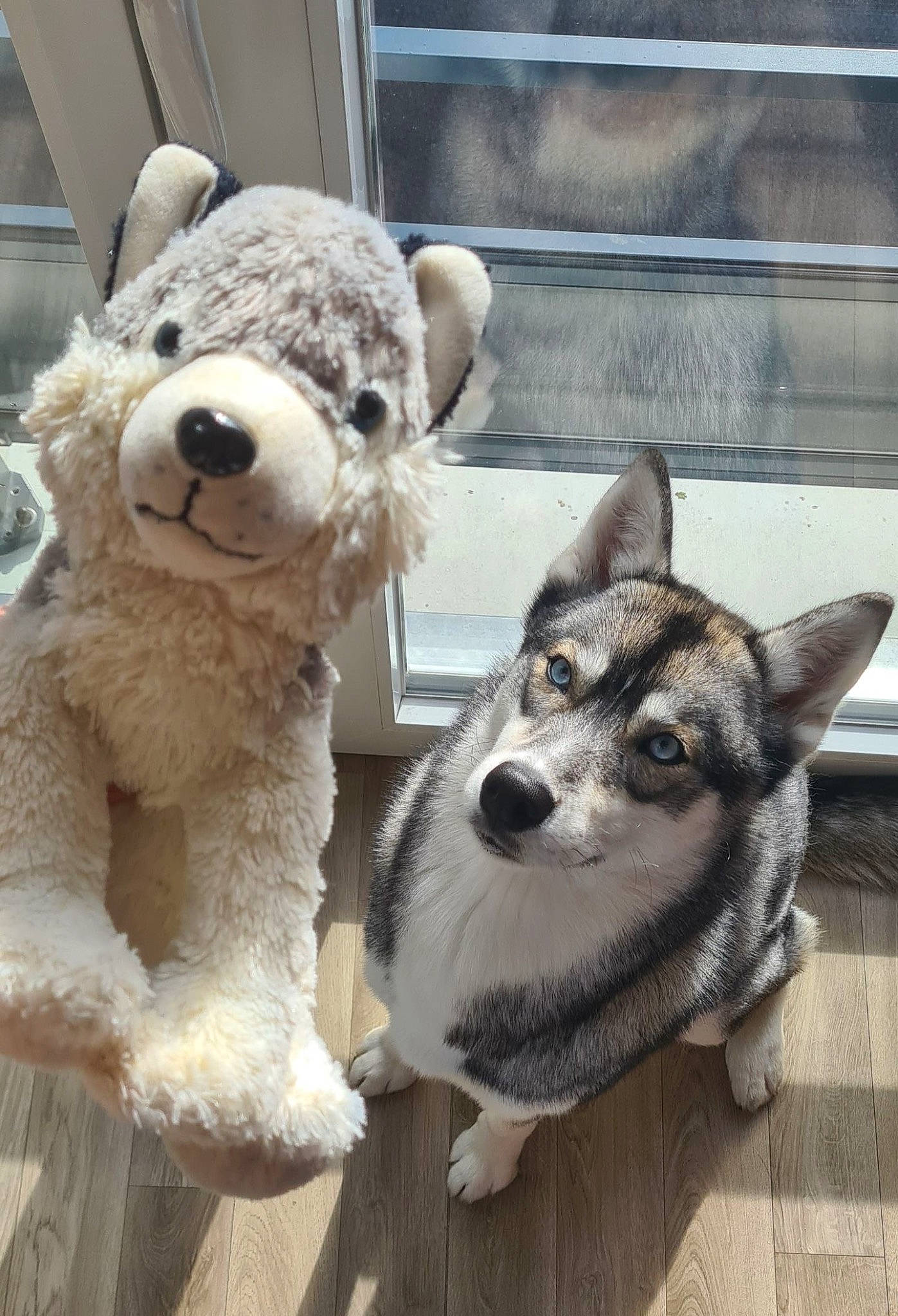 Tami a rejoint le concours — aidez-le/la à gagner de superbes lots ! ancient_dog_breeds, bear, carnivore, companion_dog, dog, door, flooring, fur, plush, siberian_husky, sled_dog, snout, stuffed_toy, teddy_bear, terrestrial_animal, toy, window, wood, working_animal, working_dog