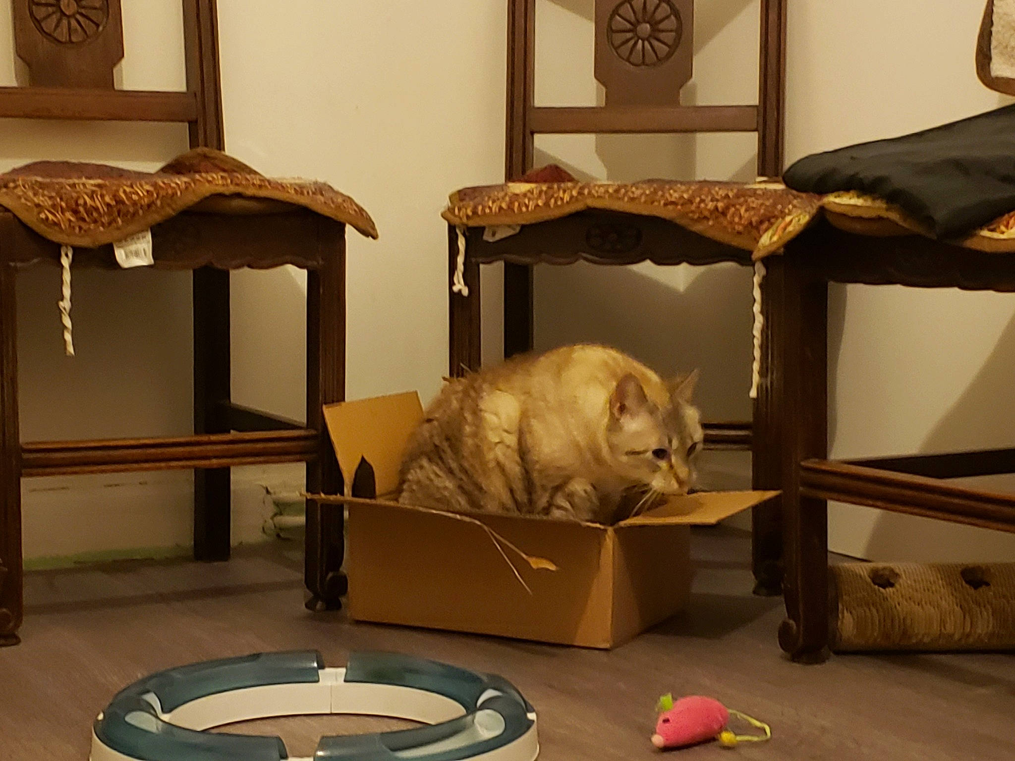 Anacrouse participe au concours pour gagner de l'argent avec cette photo : art, carnivore, cat, collection, comfort, companion_dog, design, fawn, felidae, floor, flooring, fur, hardwood, interior_design, room, small_to_medium_sized_cats, snapshot, vertebrate, visual_arts, wood