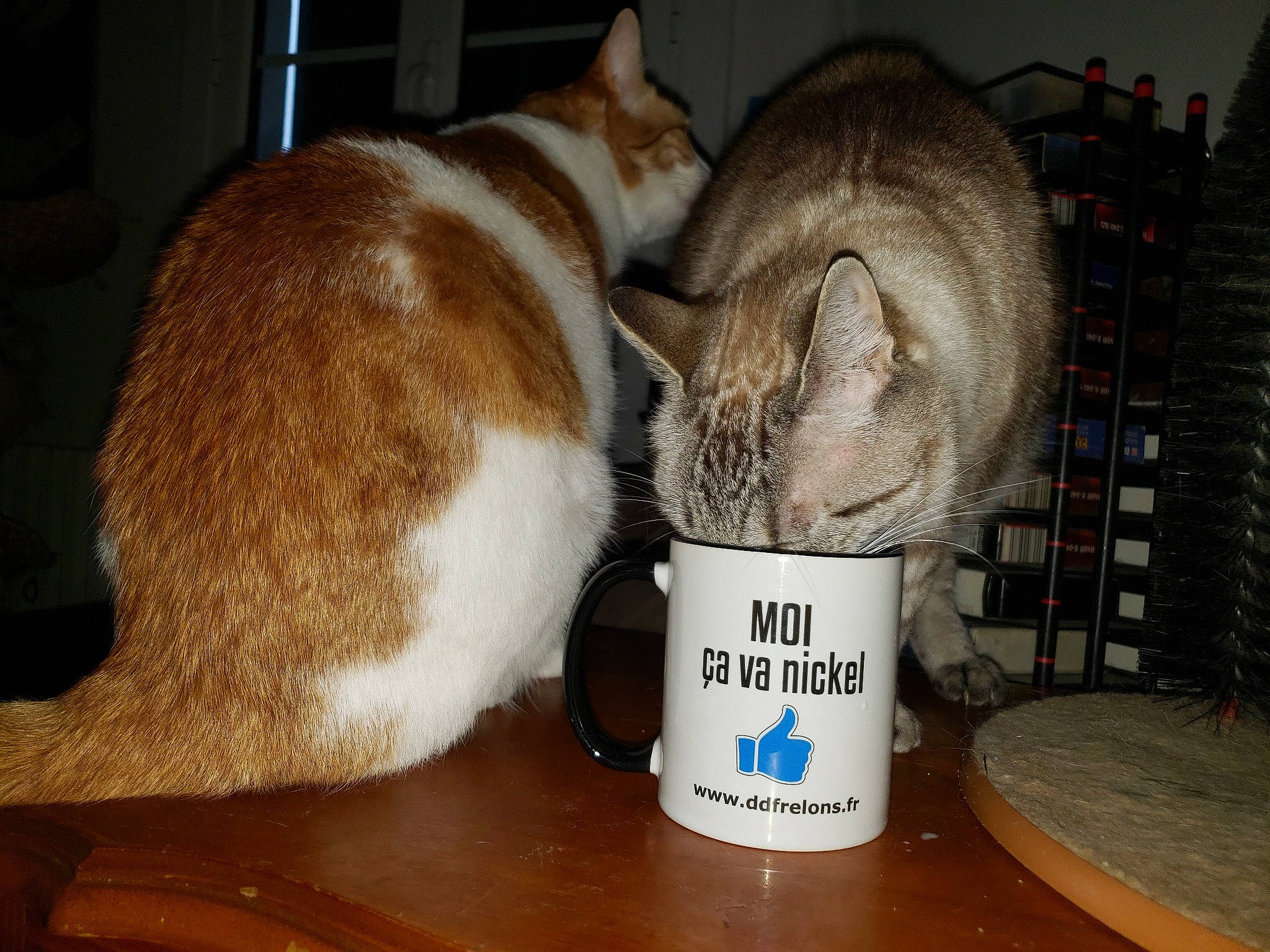 Anacrouse a rejoint le concours — aidez-le/la à gagner de superbes lots ! carnivore, cat, cat_supply, coffee_cup, comfort, cup, domestic_short_haired_cat, drinkware, felidae, fur, mug, pet_supply, rabbits_and_hares, serveware, shelf, small_to_medium_sized_cats, table, tableware, tail, whiskers