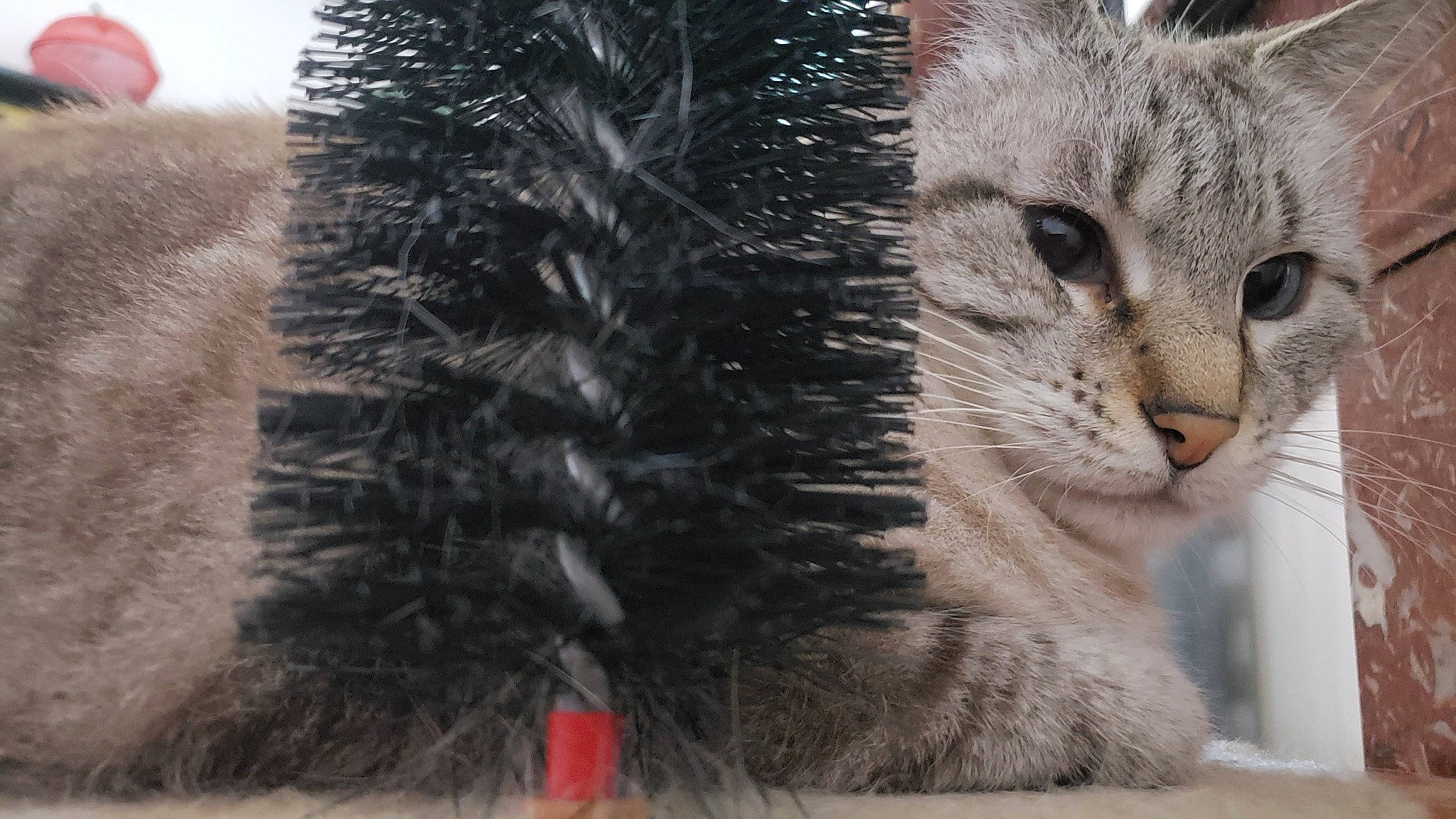 Anacrouse participe au concours pour gagner de l'argent avec cette photo : carnivore, cat, claw, domestic_short_haired_cat, felidae, fur, grass, paw, plant, small_to_medium_sized_cats, snout, tail, terrestrial_animal, tree, whiskers, wildlife, window