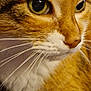 Tamchicht a rejoint le concours — aidez-le/la à gagner de superbes lots ! cat, close_up, face, whiskers, fur, yellow_eyes, green_eyes, pet, animal, domestic_cat, muzzle, nose, portrait, feline, curious, indoor, soft_light, texture, macro, focus