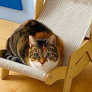 Tamchicht a rejoint le concours — aidez-le/la à gagner de superbes lots ! cat, tabby_cat, green_eyes, lounge_chair, fabric, indoor, furniture, pet, animal, cozy, curious, resting, calm, modern, flooring, wooden_frame, domestic_cat, cute, small_chair, relaxing