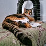 cat, calico, tail, blanket, indoor, furniture, brush, arch, wall, relaxed, pet, animal, fur, green, texture, closeup, resting, looking, curious, cozy